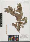 Foto von Salix glaucosericea Flod. x Salix hastata L.